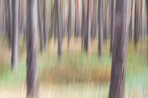 Pine