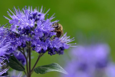 Bee on bearded flower