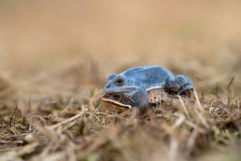 Moor frog