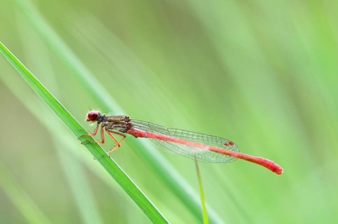 Small red damselfly
