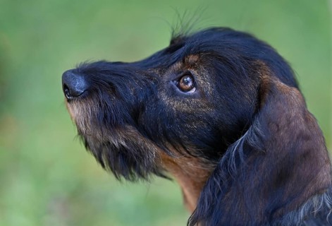 Dachshund look