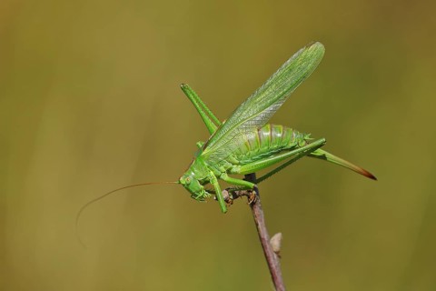 Great green bush cricket
