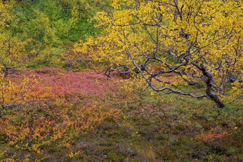 Colourful autumn colours in