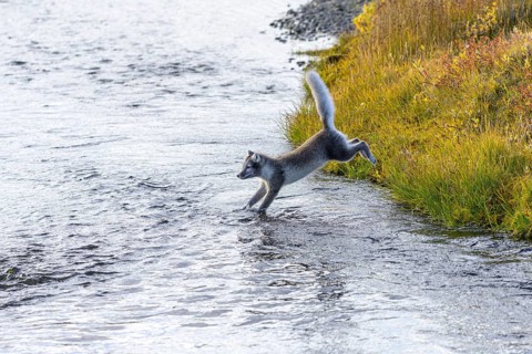 Young Arctic fox