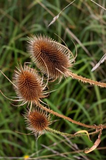 Weber's cardoon