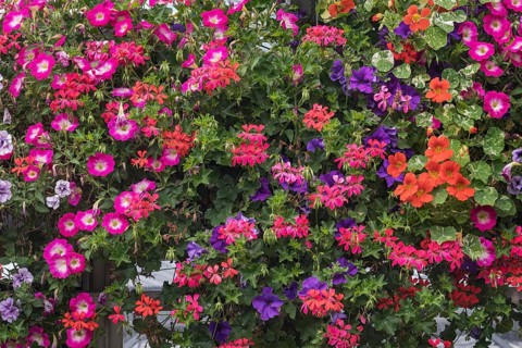 Autumn blossoms