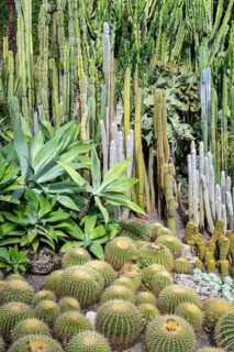 Cacti collection in the town garden of Ueberlingen on Lake Constance