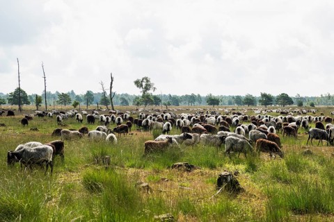 Heidschnuckenherde