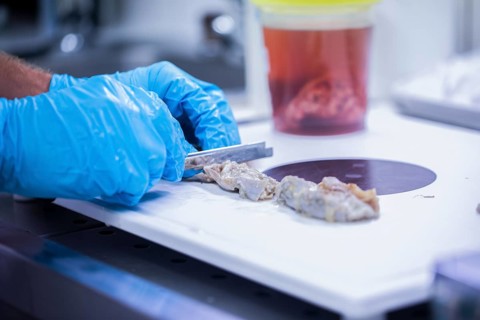 Laboratory technician prepares sample from a bovine animal in the food control laboratory with knife