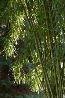 Bamboo
