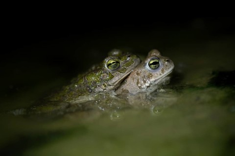 European green toad