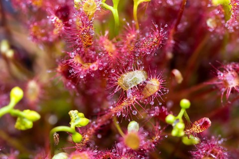 English sundew