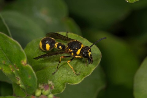 Pill wasp