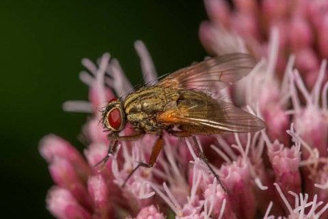 Angelica housefly