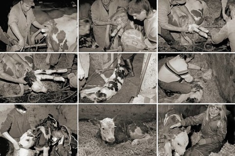 Birth of a calf in a cowshed