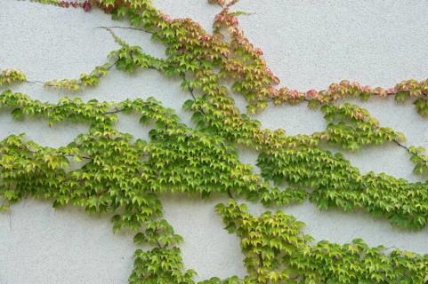 Boston ivy