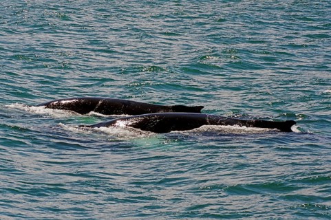 Humpback whales