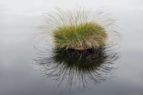 Pietzmmoor