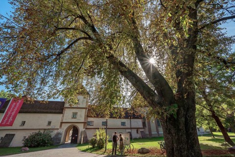 Chestnut tree