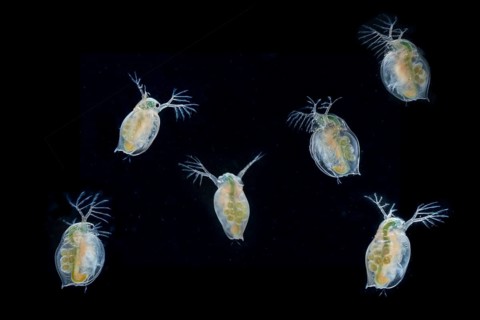 Daphnia magna