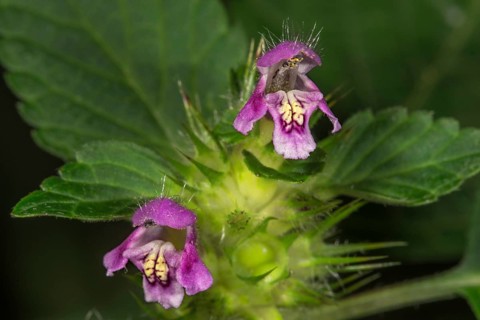Common hemp nettle