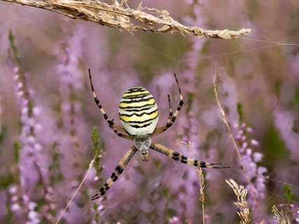 Wasp spider