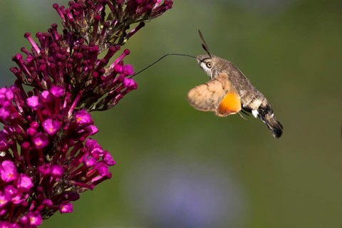 Hummingbird hawk-moth