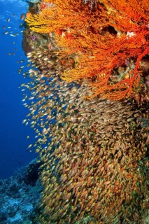 Shoal of Pigmy sweeper