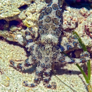 Blue ringed Octopus