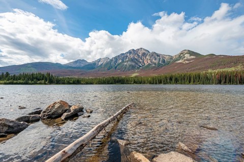 Rocks and tree trunks on the shore of Pyramid Lake