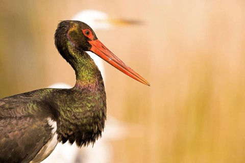 Black stork