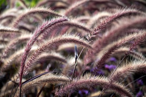 African lampbush grass