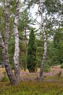 Heathland