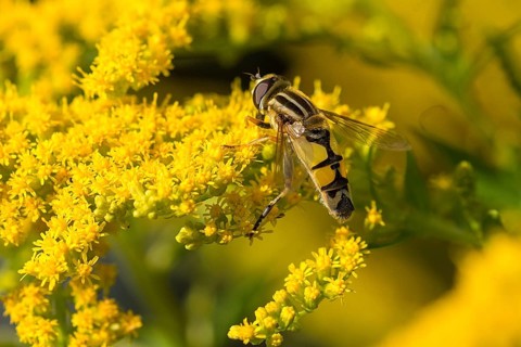 Hoverfly