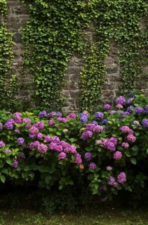 Hortensias