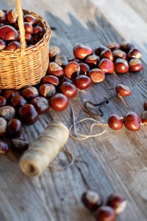 Chestnut string with seeds of the common sweet buckeye