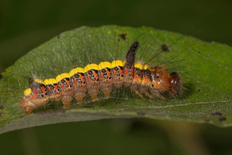 Gray dagger