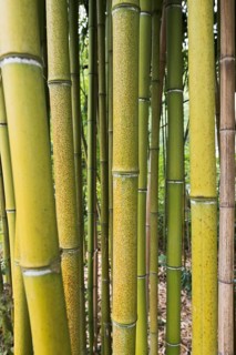Bamboo
