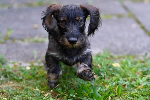 Wire-haired dachshund