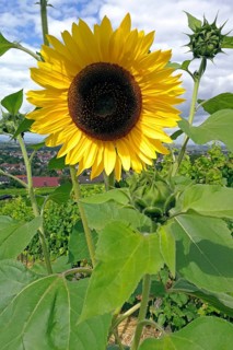 Sunflower