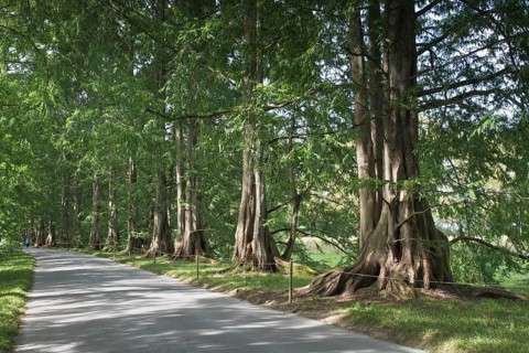 Coast redwoods