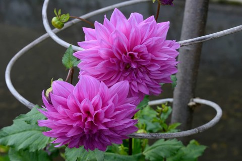 Dahlia with support