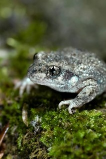 Common midwife toad
