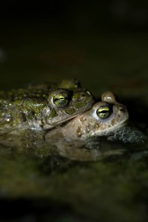 European green toad