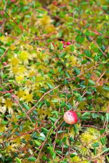 Small cranberry