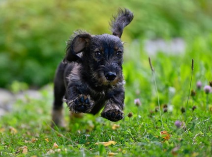 Wire-haired dachshund