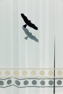 Office window with bird sticker against bird strike