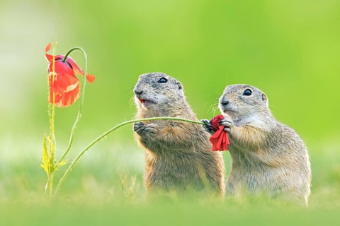 European ground squirrel