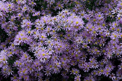Flowering autumn asters