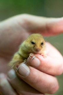 Hazel dormouse